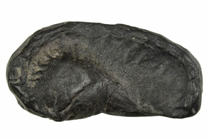 Large Fossil Whale Ear Bone - South Carolina #340179